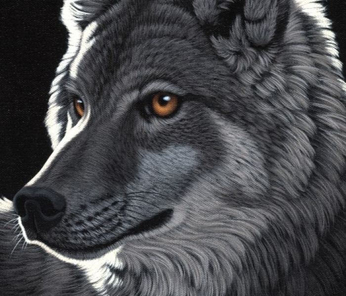 Puzzle - Grafika - Lup de noapte