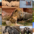 Puzzle - Grafika - Animale din Africa