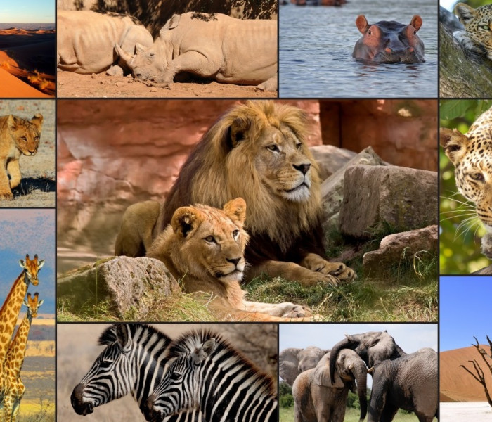 Puzzle - Grafika - Animale din Africa