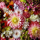 Puzzle - Heye - Dalie pufoasă