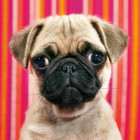 Puzzle - Heye - Câine - MINI PUZZLE