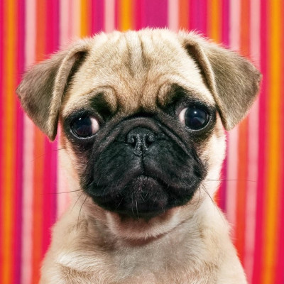 Câine - MINI PUZZLE