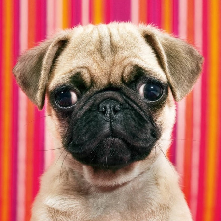 Câine - MINI PUZZLE