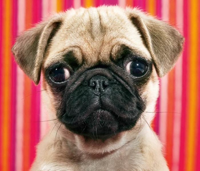 Puzzle - Heye - Câine - MINI PUZZLE