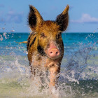 Puzzle - Heye - Purceluș pe plajă