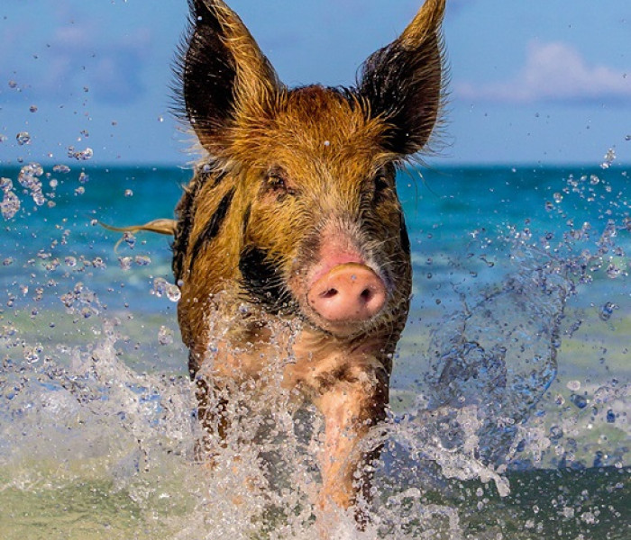 Puzzle - Heye - Purceluș pe plajă