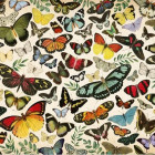 Puzzle - Jumbo - Afiș - fluturi