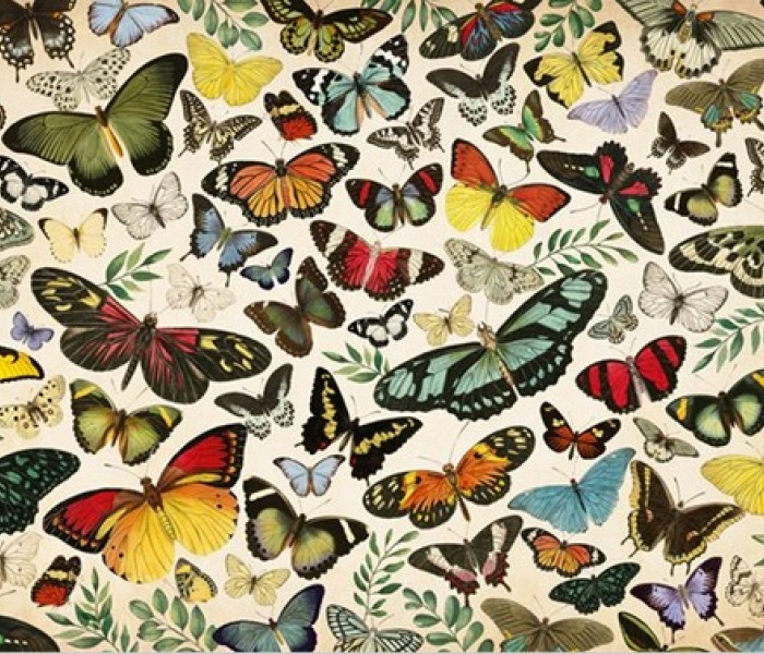 Puzzle - Jumbo - Afiș - fluturi