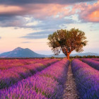 Puzzle - Ravensburger - Câmp de lavandă