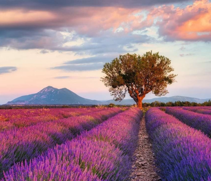 Puzzle - Ravensburger - Câmp de lavandă