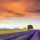 Puzzle - Schmidt - Câmp de lavandă