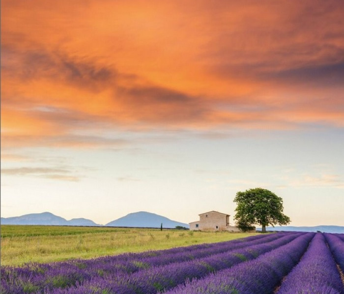 Puzzle - Schmidt - Câmp de lavandă