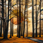 Puzzle - Schmidt - Pădure magică