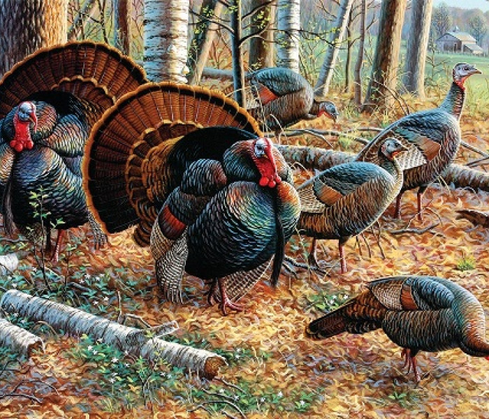 Puzzle - Sunsout - Curcani