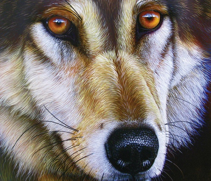 Puzzle - Sunsout - Față de lup