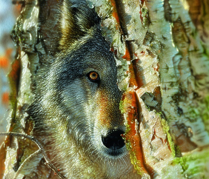 Puzzle - Sunsout - Lup