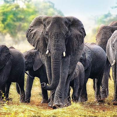 Africké slony