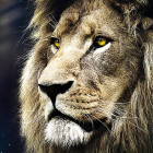 Puzzle - Trefl - Portret de leu