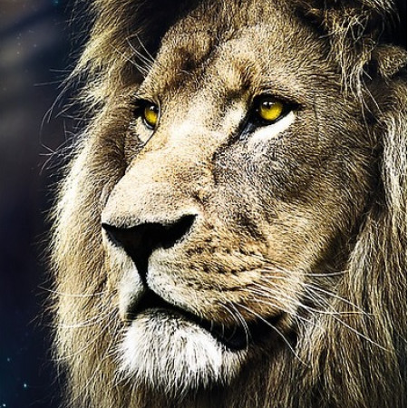 Portret de leu