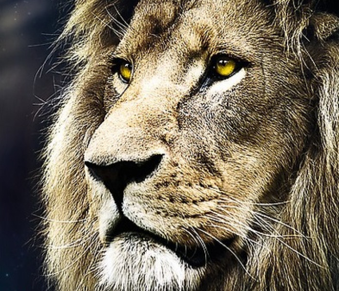 Puzzle - Trefl - Portret de leu