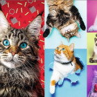 Puzzle - Trefl - Pisici vesele