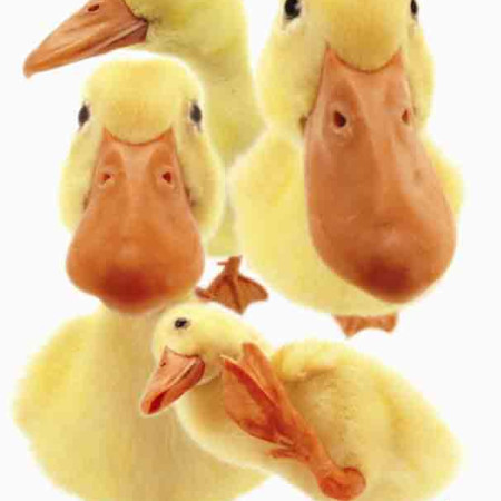 Hanadeka - Rățuște