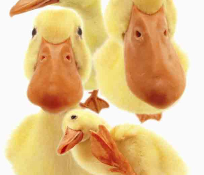 Puzzle - Piatnik - Hanadeka - Rățuște