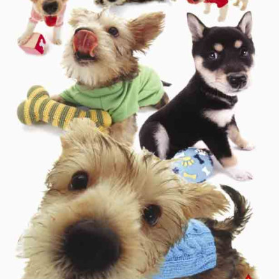 Hanadeka - Cățeluși