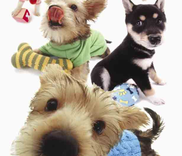 Puzzle - Piatnik - Hanadeka - Cățeluși