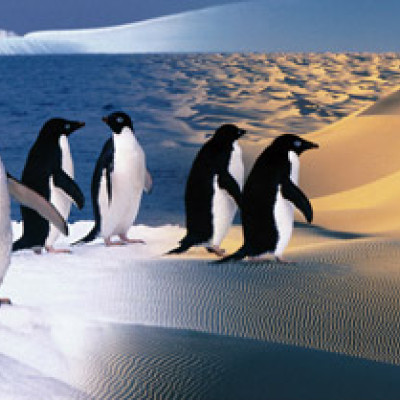 Pinguini fericiți - Puzzle panoramic