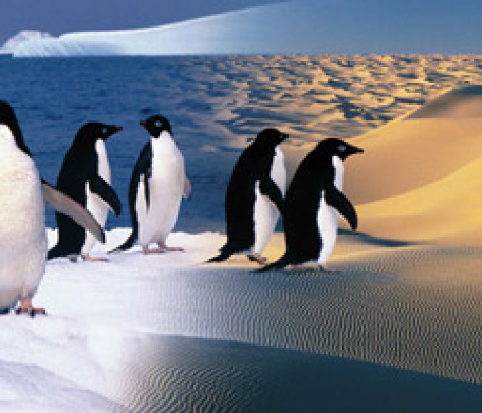 Puzzle - Zdeko - Pinguini fericiți - Puzzle panoramic